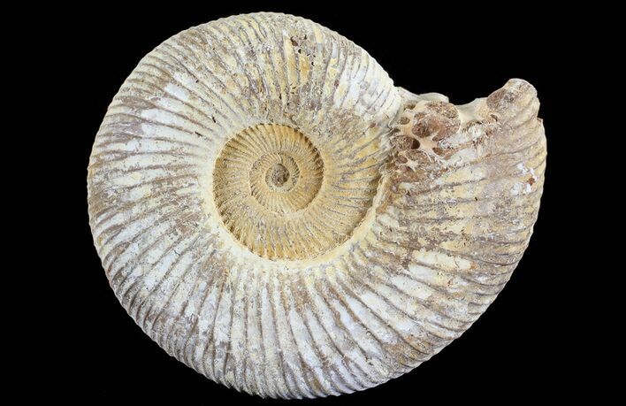 Perisphinctes Ammonite - Jurassic #68185
